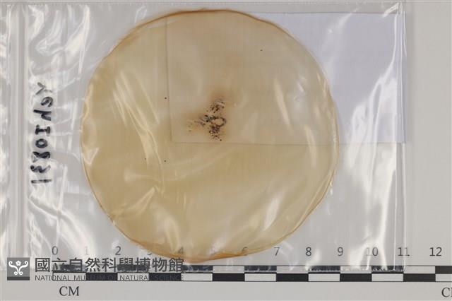 登錄號:F0035149藏品圖，第1張