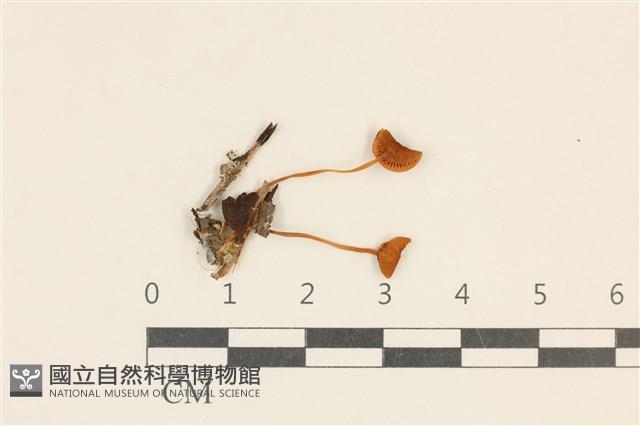 小皮傘屬藏品圖，第1張