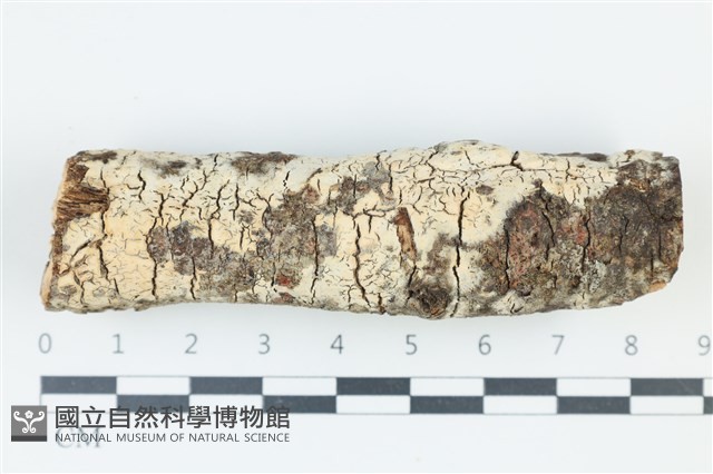 絲皮菌屬藏品圖，第1張