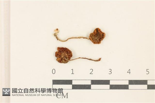 登錄號:F0037049藏品圖，第1張