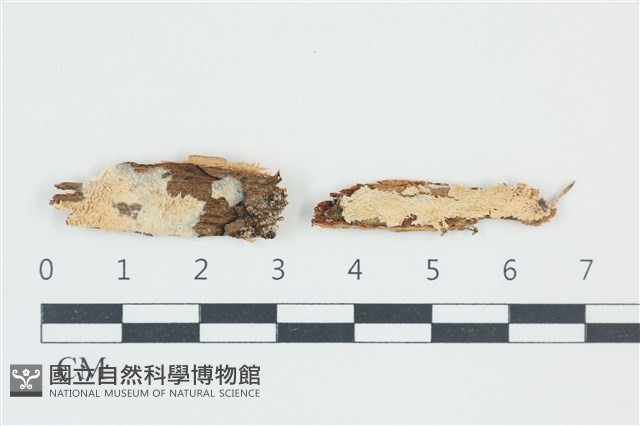 登錄號:F0039049藏品圖，第1張