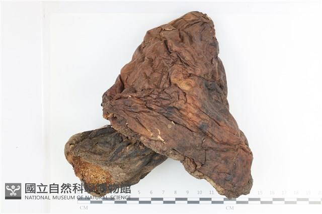 登錄號:F0036349藏品圖，第1張