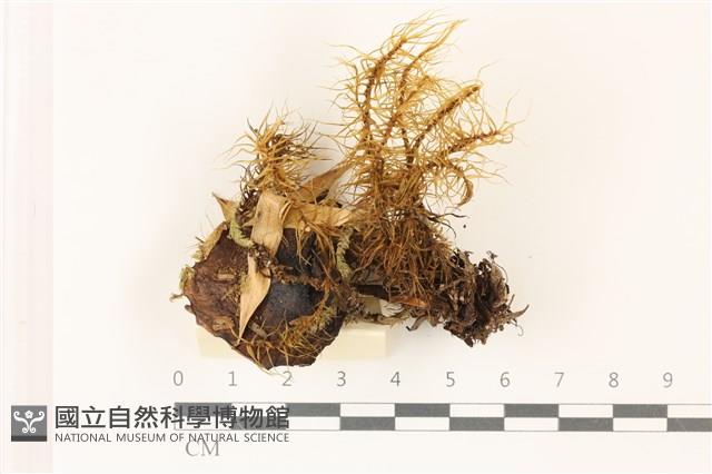 登錄號:F0037349藏品圖，第1張