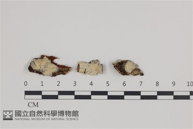 登錄號:F0035349藏品圖，第1張