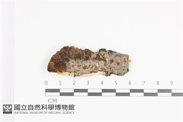 登錄號:F0036299藏品圖，第1張