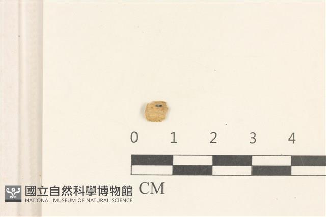 登錄號:F0037299藏品圖，第1張