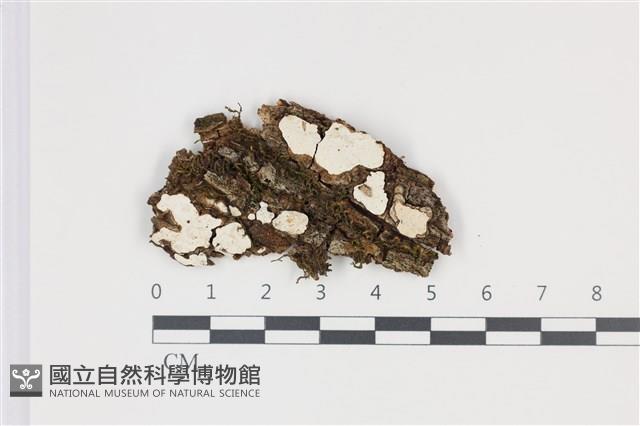 登錄號:F0035299藏品圖，第1張
