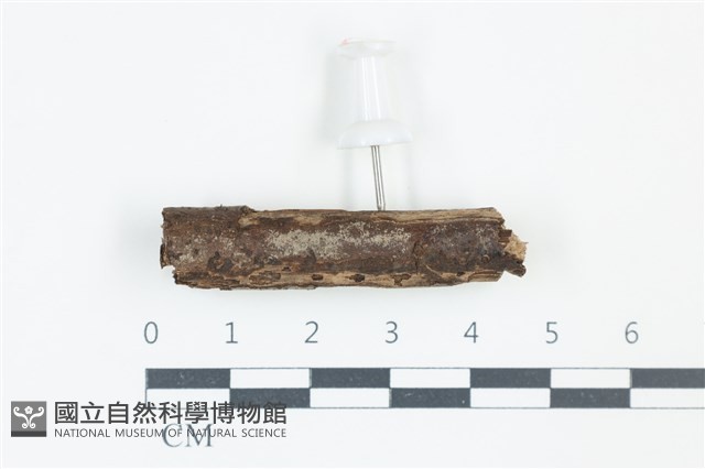 登錄號:F0038899藏品圖，第1張