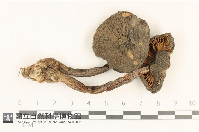 登錄號:F0036899藏品圖，第1張