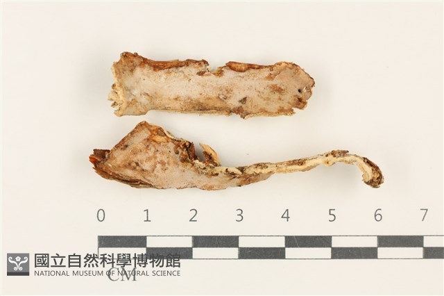 硬孔菌屬藏品圖，第1張