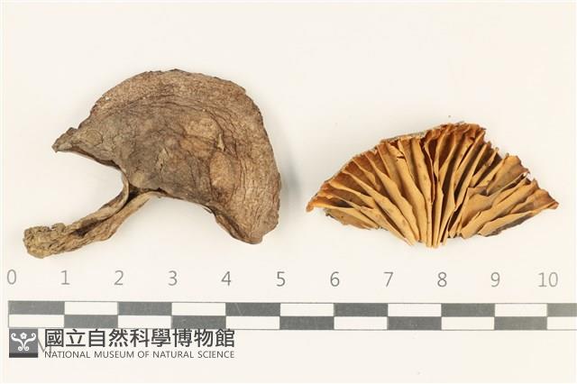 登錄號:F0037899藏品圖，第1張