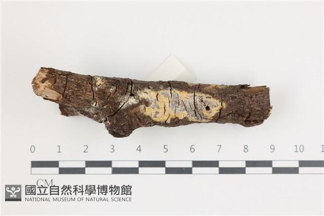 登錄號:F0035899藏品圖，第1張