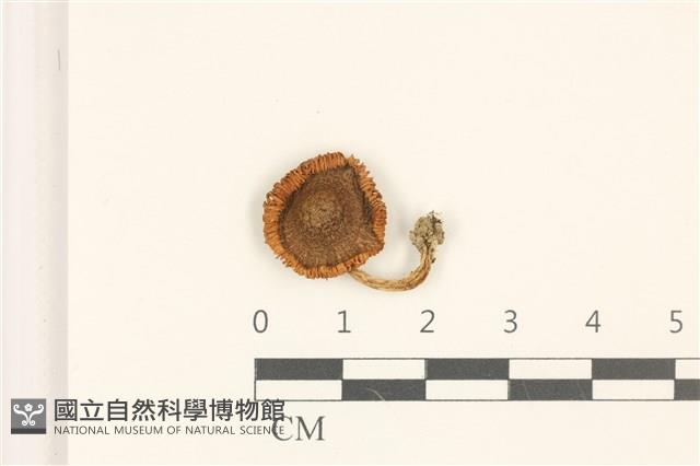 登錄號:F0036999藏品圖，第1張