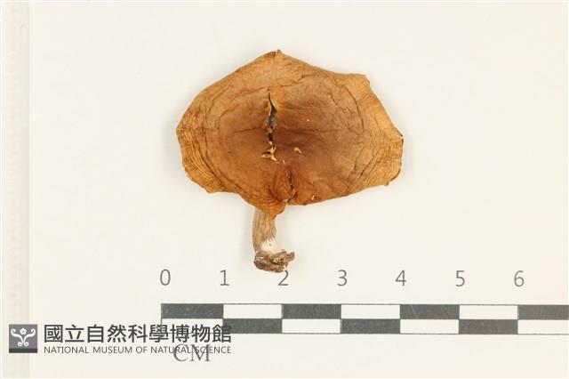 登錄號:F0037999藏品圖，第1張