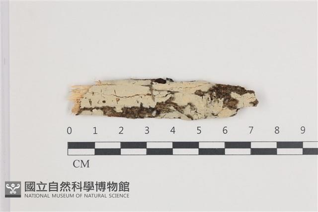登錄號:F0035999藏品圖，第1張