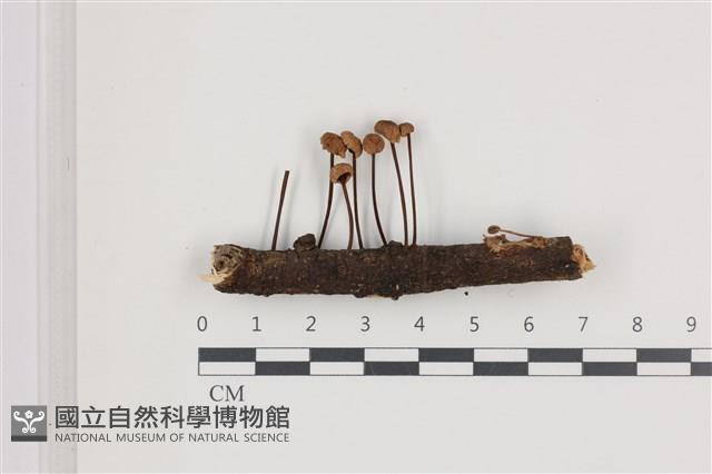 登錄號:F0036699藏品圖，第1張