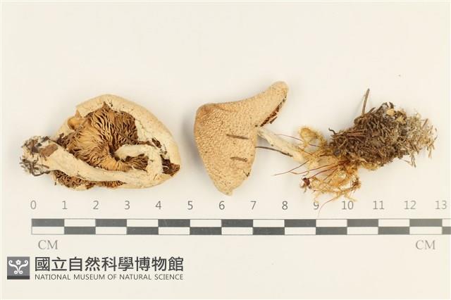 登錄號:F0037699藏品圖，第1張