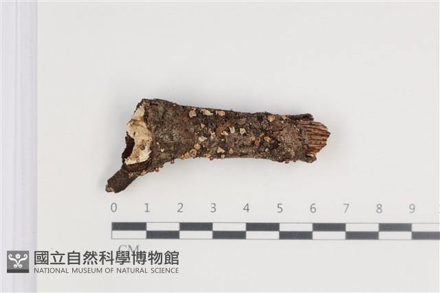 登錄號:F0035699藏品圖，第1張