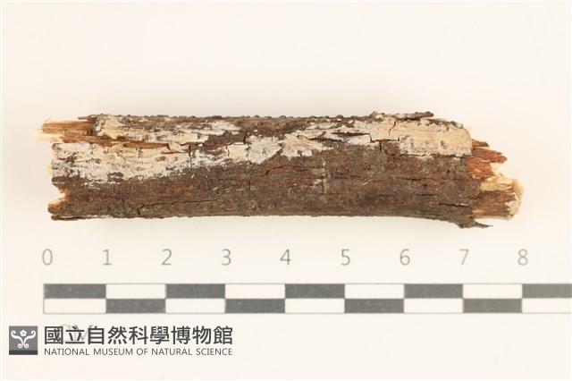 刺皮菌屬藏品圖，第1張