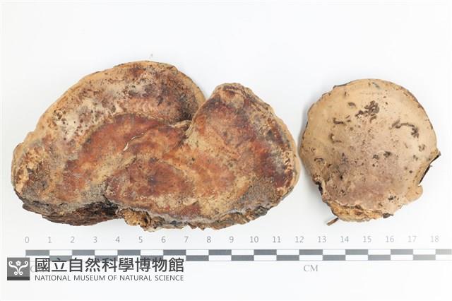 登錄號:F0036499藏品圖，第1張