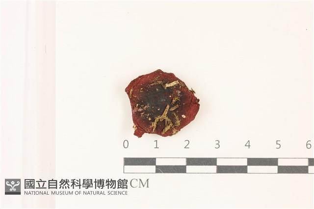 登錄號:F0037499藏品圖，第1張