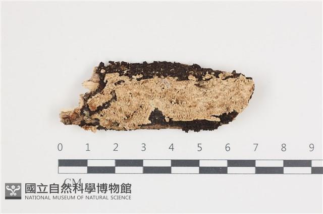 館號:F0035499藏品圖，第1張