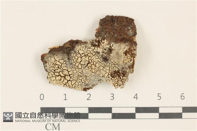 登錄號:F0036799藏品圖，第1張
