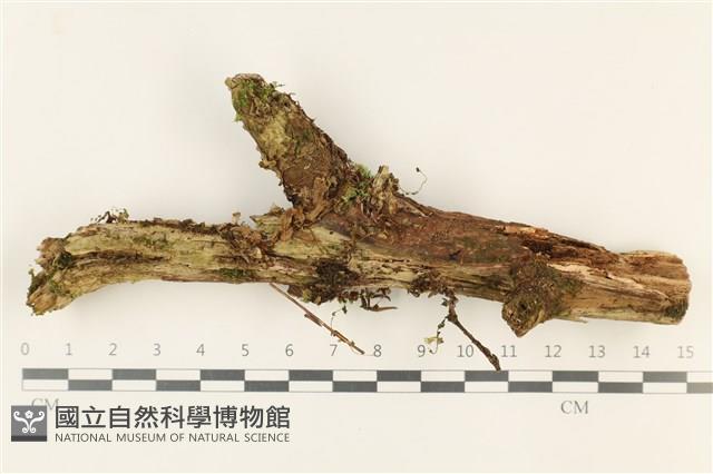 登錄號:F0037799藏品圖，第1張