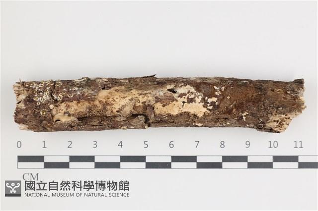 登錄號:F0035799藏品圖，第1張