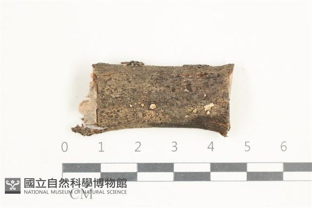 登錄號:F0038599藏品圖，第1張