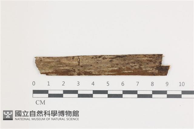 館號:F0036599藏品圖，第1張