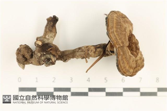 登錄號:F0037599藏品圖，第1張