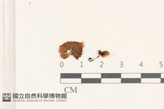 發光小菇藏品圖，第1張
