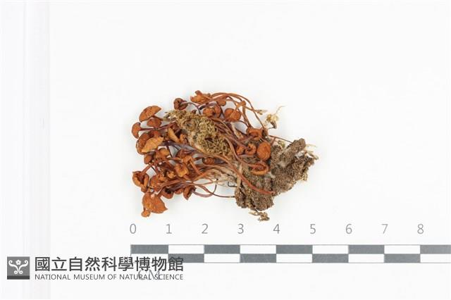 登錄號:F0036199藏品圖，第1張