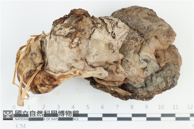 登錄號:F0039199藏品圖，第1張
