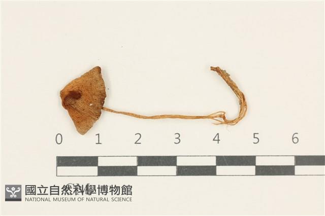 登錄號:F0038099藏品圖，第1張