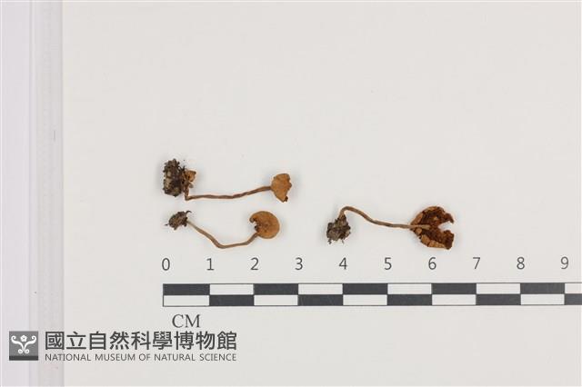 登錄號:F0036099藏品圖，第1張