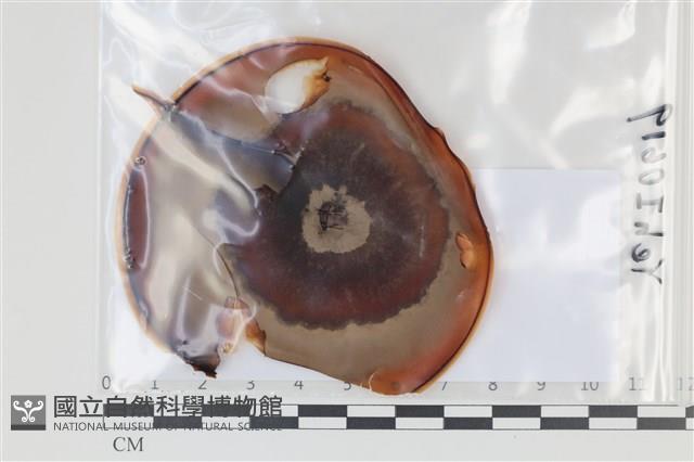 登錄號:F0035099藏品圖，第1張