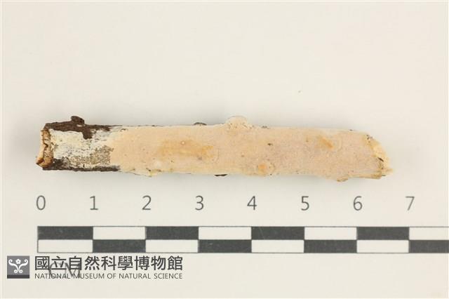 登錄號:F0038399藏品圖，第1張