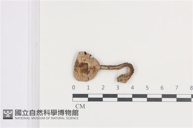 傘菌屬藏品圖，第1張