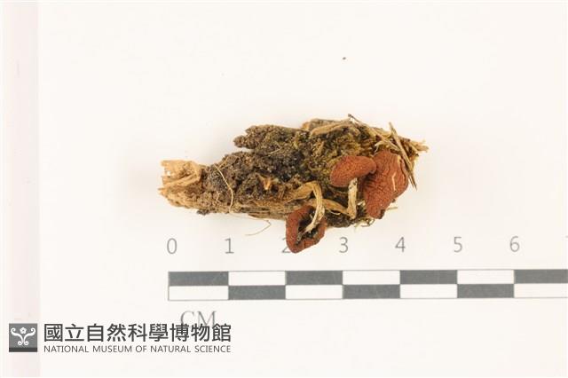 登錄號:F0037399藏品圖，第1張
