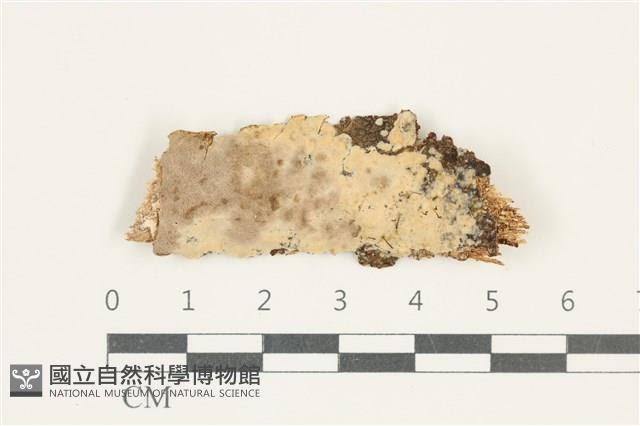 登錄號:F0038289藏品圖，第1張