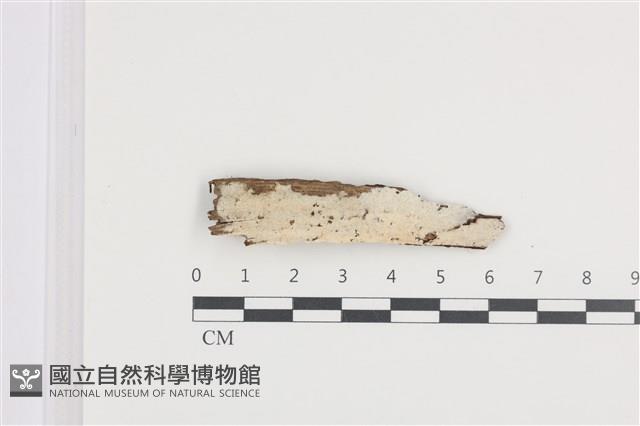 登錄號:F0036289藏品圖，第1張