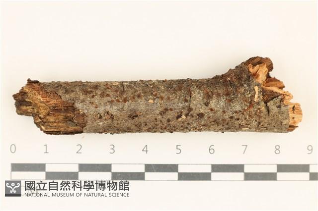 登錄號:F0037289藏品圖，第1張