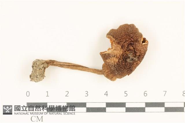 登錄號:F0036889藏品圖，第1張