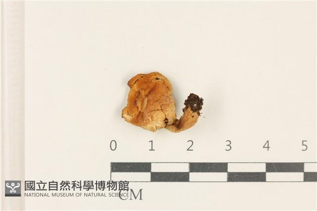 紅菇屬藏品圖，第1張