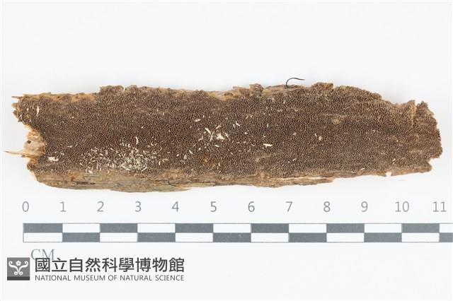 登錄號:F0035889藏品圖，第1張