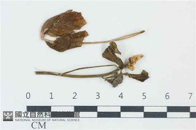 登錄號:F0038989藏品圖，第1張