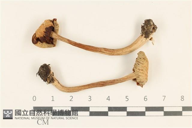 登錄號:F0036989藏品圖，第1張