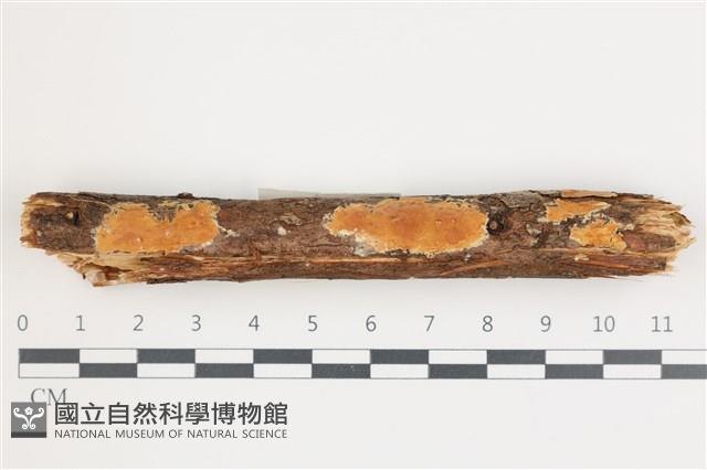 登錄號:F0035989藏品圖，第1張